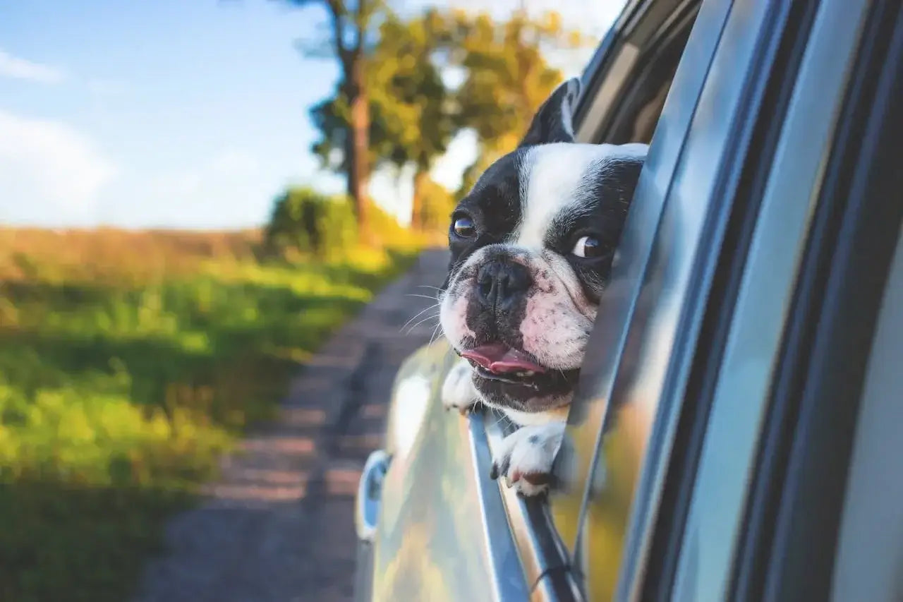 Boston Terrier dog enjoying car ride, pet supplies for happy travels
