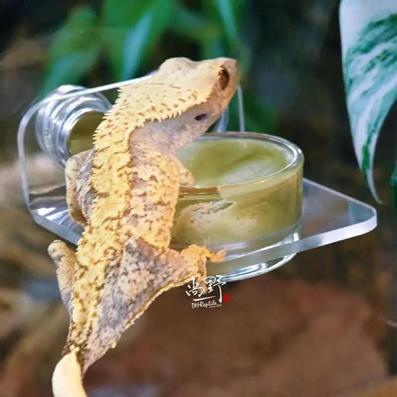 gecko feeding water bowl 