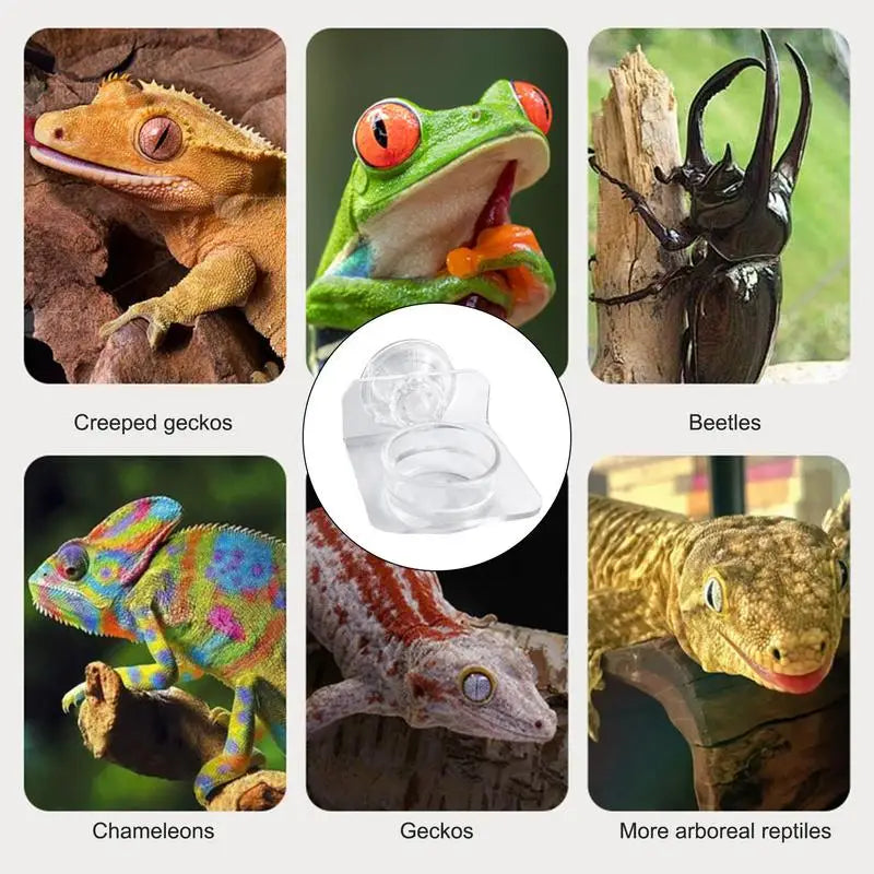 gecko feeding water bowl 