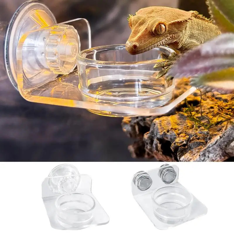 gecko feeding water bowl 